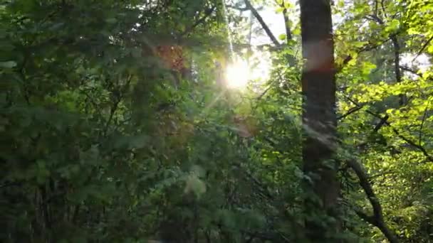 Paisaje forestal diurno en verano — Vídeos de Stock