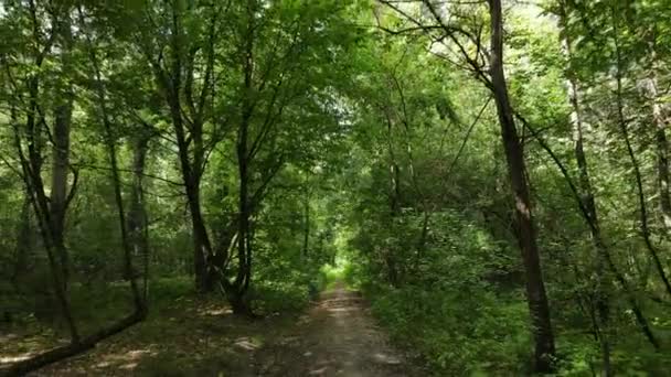 Tagsüber Waldlandschaft im Sommer — Stockvideo