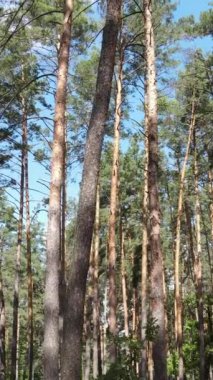 Gündüz yeşil ormanın dikey videosu