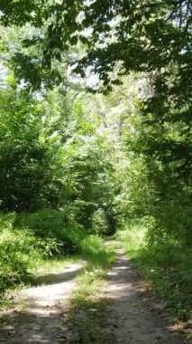 Gündüz yeşil ormanın dikey videosu