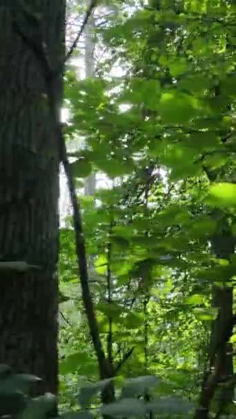 Vídeo vertical de floresta verde durante o dia — Vídeo de Stock