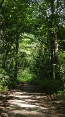 Gündüz yeşil ormanın dikey videosu