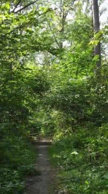 Gündüz yeşil ormanın dikey videosu