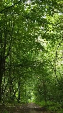 Gündüz yeşil ormanın dikey videosu