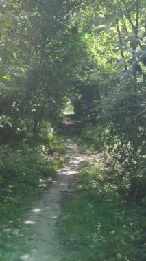 Gündüz yeşil ormanın dikey videosu