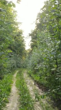 Gündüz yeşil ormanın dikey videosu