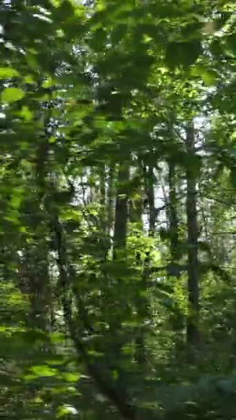 Video verticale della foresta verde di giorno — Video Stock