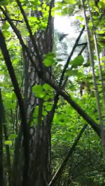 Vídeo vertical de floresta verde durante o dia — Vídeo de Stock