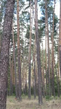 Gündüz yeşil ormanın dikey videosu