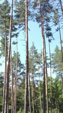 Gündüz yeşil ormanın dikey videosu