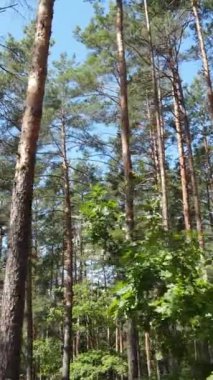 Gündüz yeşil ormanın dikey videosu