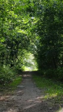 Gündüz yeşil ormanın dikey videosu