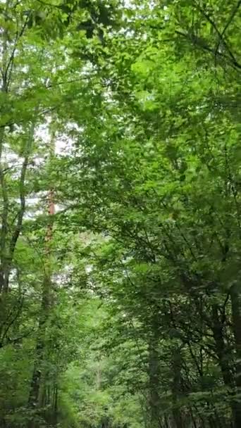 Pionowe wideo z zielonym lasem w dzień — Wideo stockowe