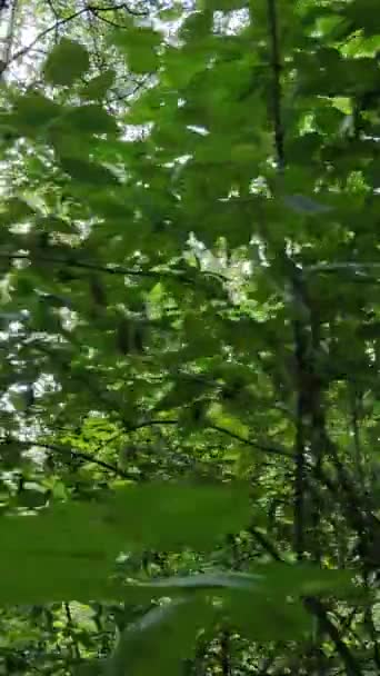 Vertical video of green forest by day — Stock Video