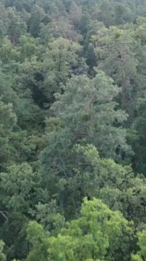 Gündüz yeşil ormanın dikey videosu