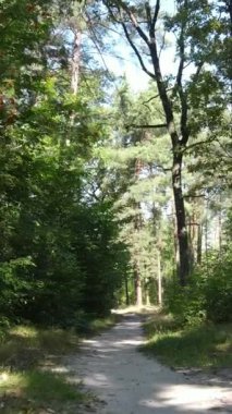 Gündüz yeşil ormanın dikey videosu