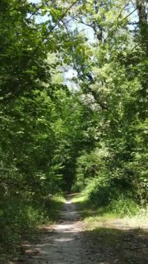 Gündüz yeşil ormanın dikey videosu