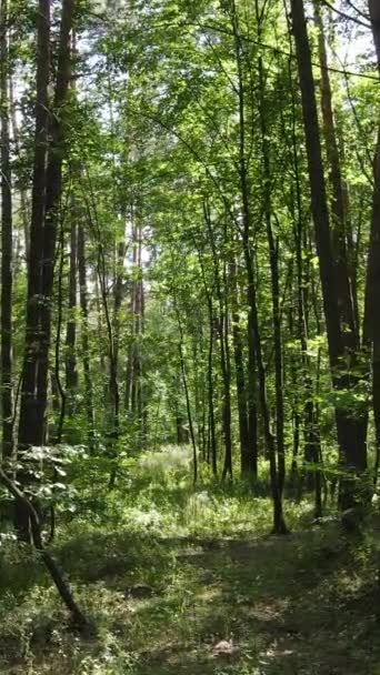 Vertikální video zeleného lesa ve dne — Stock video