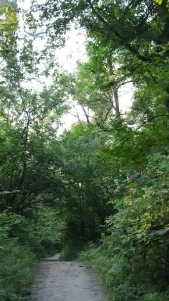 Vidéo verticale de la forêt verte par jour — Video