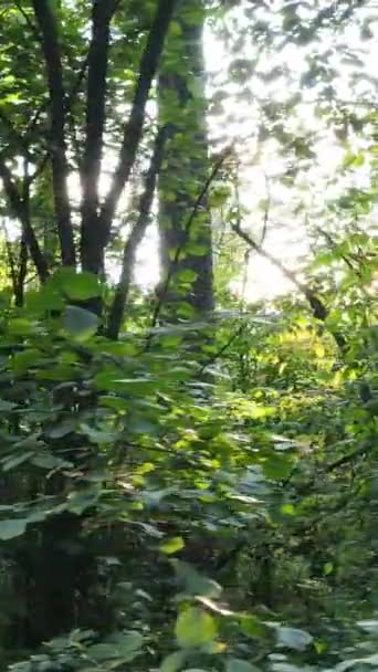 Vertikales Video des grünen Waldes bei Tag — Stockvideo