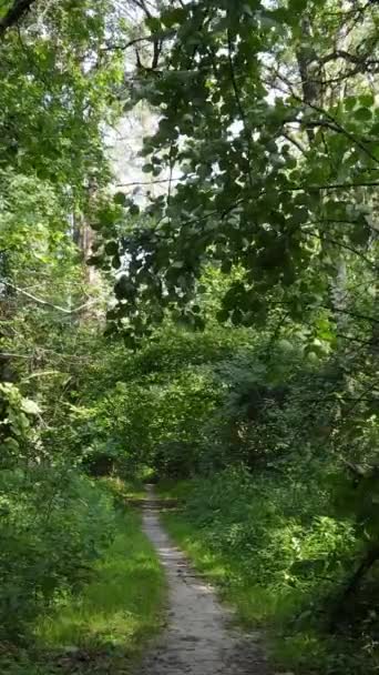 Vídeo vertical de floresta verde durante o dia — Vídeo de Stock