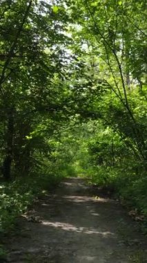 Gündüz yeşil ormanın dikey videosu