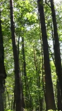 Gündüz yeşil ormanın dikey videosu