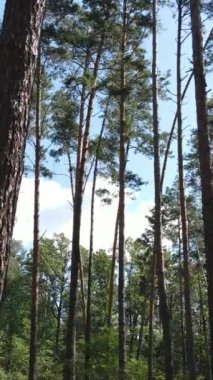 Gündüz yeşil ormanın dikey videosu