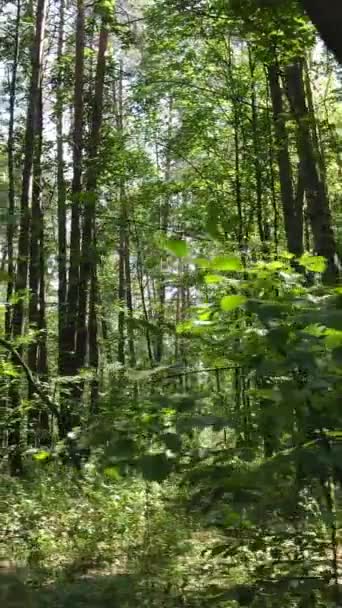 Video vertical de pădure verde de zi — Videoclip de stoc