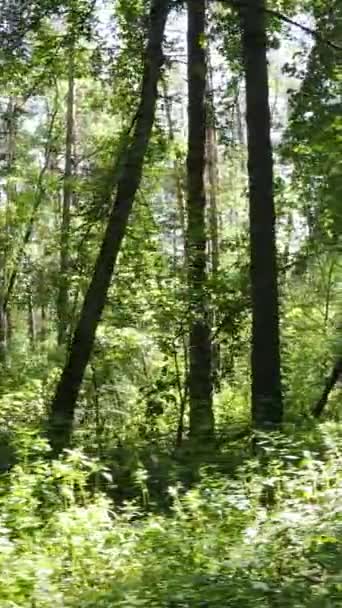 Vertikales Video des grünen Waldes bei Tag — Stockvideo