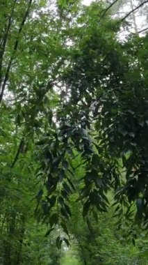 Gündüz yeşil ormanın dikey videosu