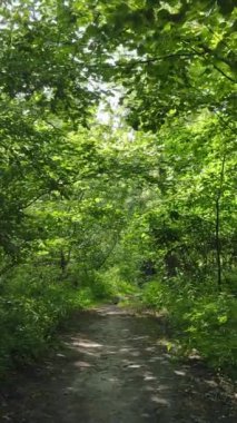 Gündüz yaz ormanlarının dikey videosu