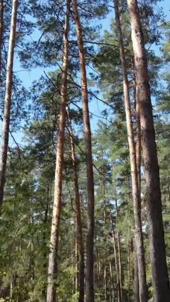 Video verticale della foresta verde di giorno — Video Stock