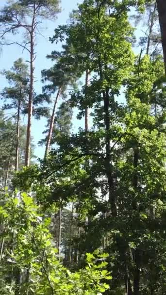 Vídeo vertical del bosque de verano durante el día — Vídeo de stock