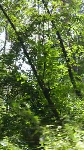 Video verticale della foresta estiva di giorno — Video Stock