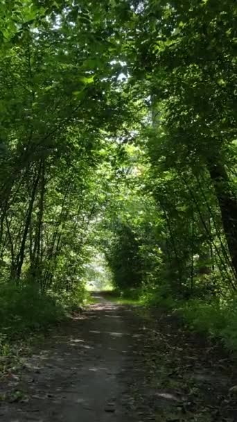 昼間の夏の森の垂直ビデオ — ストック動画