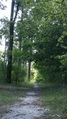 Gündüz yaz ormanlarının dikey videosu