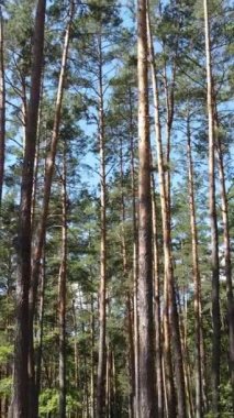 Gündüz yaz ormanlarının dikey videosu