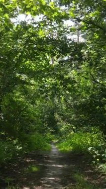 Gündüz yaz ormanlarının dikey videosu