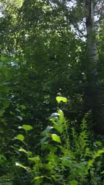 Vertical video of summer forest by day — Stock Video