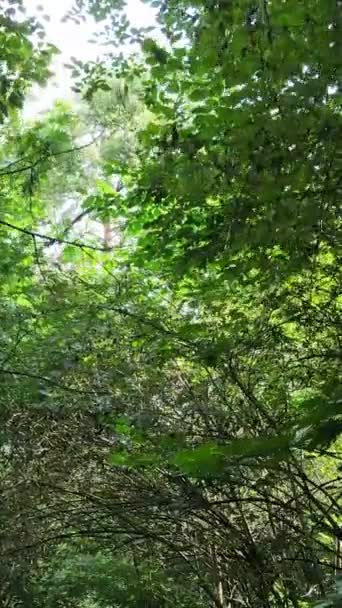Vertical video of summer forest by day — Stock Video