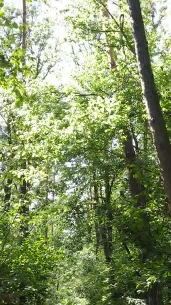 Vertikální video letního lesa ve dne — Stock video