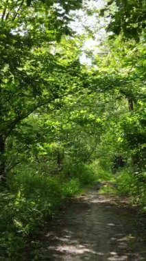 Gündüz yaz ormanlarının dikey videosu