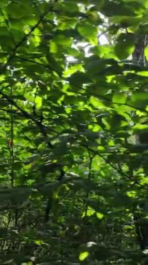 Gündüz yaz ormanlarının dikey videosu