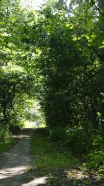 Gündüz yaz ormanlarının dikey videosu