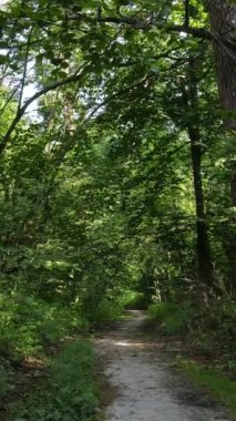 Gündüz yaz ormanlarının dikey videosu