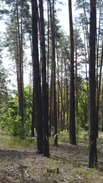 Gündüz yaz ormanlarının dikey videosu — Stok video