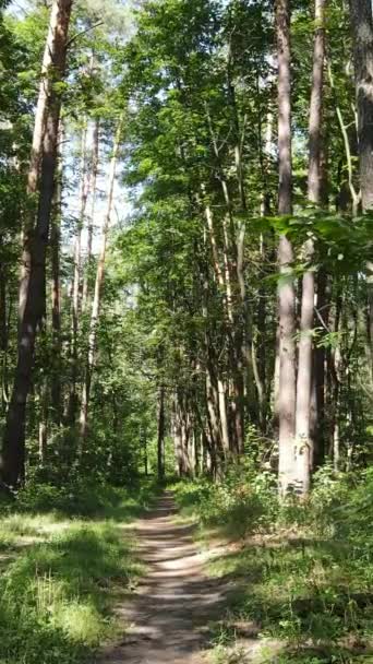 Vertical video of summer forest by day — Stock Video