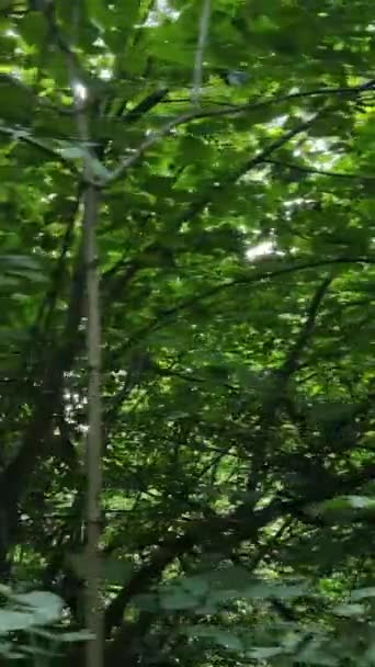 Vertikales Video des Sommerwaldes bei Tag — Stockvideo