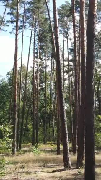 Gündüz yaz ormanlarının dikey videosu — Stok video
